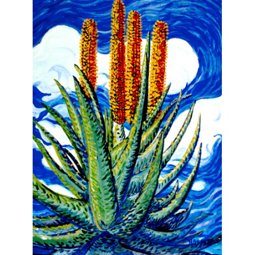 Aloe Cactus in Bloom